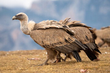 Griffon vulture (Gyps fulvus) photographed in Spain