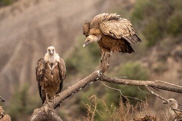 Griffon vulture (Gyps fulvus) photographed in Spain