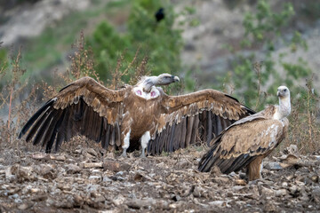 Griffon vulture (Gyps fulvus) photographed in Spain