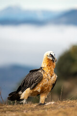 Bearded Vulture (Gypaetus barbatus) photographed in Spain