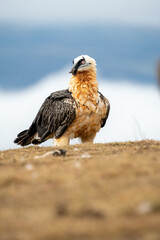 Bearded Vulture (Gypaetus barbatus) photographed in Spain