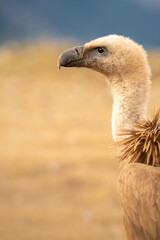 Griffon vulture (Gyps fulvus) photographed in Spain