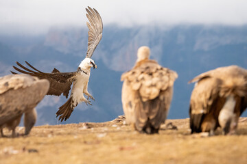 Bearded Vulture (Gypaetus barbatus) photographed in Spain