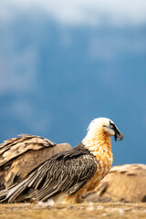 Bearded Vulture (Gypaetus barbatus) photographed in Spain