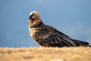 Bearded Vulture (Gypaetus barbatus) photographed in Spain