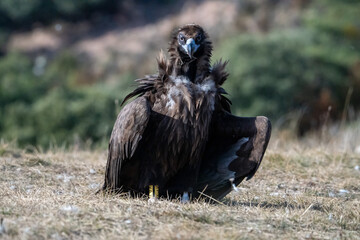 Black vulture (Aegypius monachus) photographed in Spain