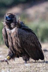 Black vulture (Aegypius monachus) photographed in Spain