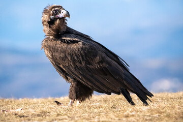 Black vulture (Aegypius monachus) photographed in Spain