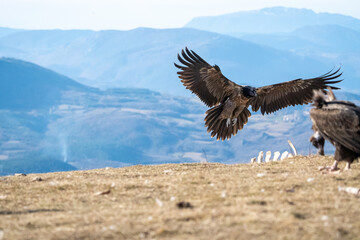 Bearded Vulture (Gypaetus barbatus) photographed in Spain