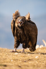 Black vulture (Aegypius monachus) photographed in Spain