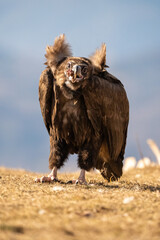 Black vulture (Aegypius monachus) photographed in Spain