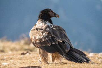 Bearded Vulture (Gypaetus barbatus) photographed in Spain