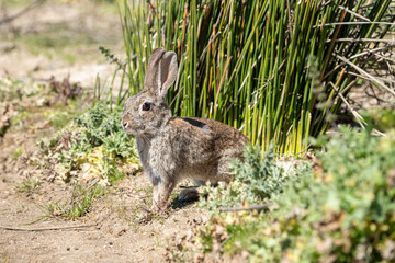 European rabbit (Oryctolagus cuniculus) photographed in Spain