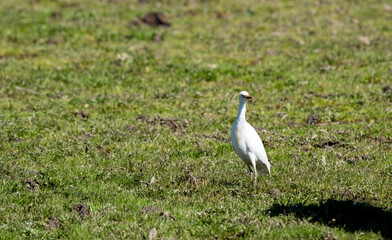 Cattle Egret (Bubulcus ibis) photographed in Spain