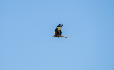 Red kite (Milvus milvus) photographed in Spain