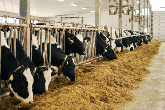 Group of cows at cowshed eating hay or fodder on a dairy farm. Dairy cows feeding on fodder standing in a row of stables in cattle farm barn. Concept of farming business and taking care of livestock.
