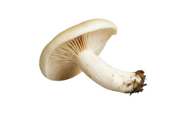 Fototapeta premium Oyster mushroom close up photo on transparent background