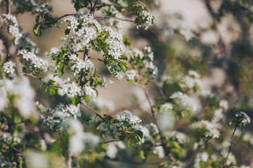 Blossoming cherry tree branches adorned with delicate white flowers in springtime sunshine approaching mid-afternoon