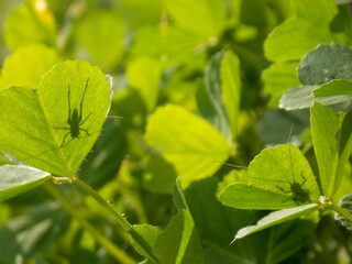 two small green grasshoppers on a clover