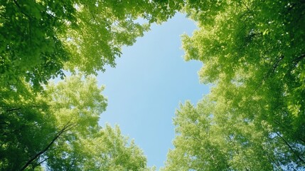 Fototapeta premium Green tree canopy framing a clear blue sky on a bright sunny day in the forest.