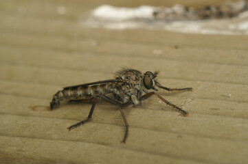 Closeup on a male Kite-tailed robberfly, Tolmerus atricapillus