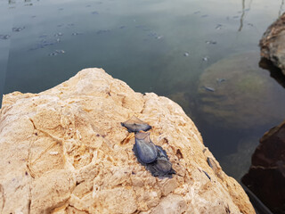 Dead mussels float on surface of water near rocky shorelines