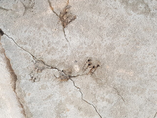 animal pawprints tracks in concrete