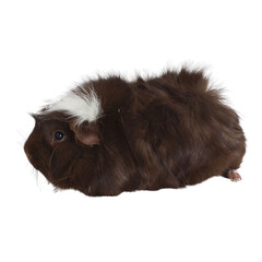 Fluffy Guinea Pig Profile