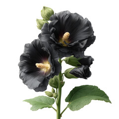 Black hollyhock with velvety texture on plain bright white background no shadows, ultra-realistic dark floral