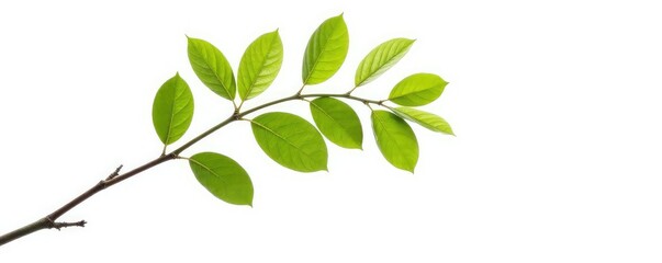 Single isolated branch with leaves on white background, tree, isolation