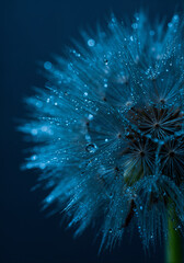 Obraz premium Dewy Dandelion Seed Head Macro: Blue Abstract Nature