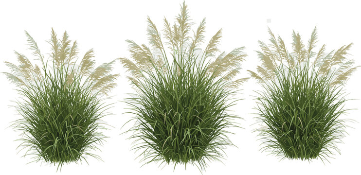 Set of Miscanthus sinensis morning light (Japanese silver grass morning light, maiden