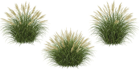 Set of Miscanthus sinensis morning light (Japanese silver grass morning light, maiden