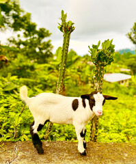 A young goat stands on a sunlit stone ledge surrounded by lush tropical greenery in São Tomé and...
