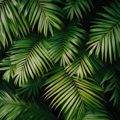 Green tropical palm leaves form a natural, abstract foliage pattern in this close-up nature background