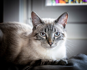 portrait of a cat