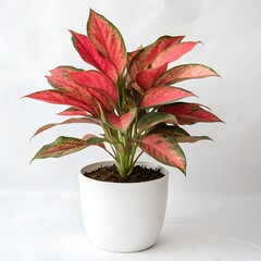 Aglaonema Red
