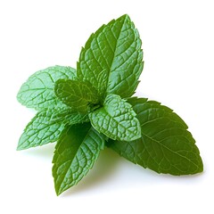 Healthy and aromatic spearmint leaves isolated on a white background