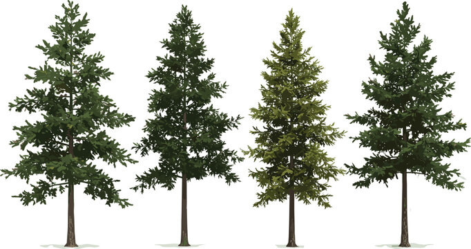 Set of Picea mariana (the black spruce)