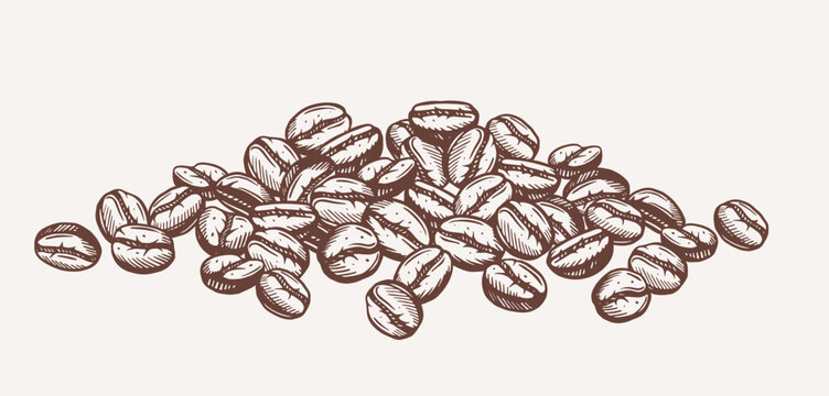 Coffee beans background. Banner with roasted Robusta or Arabica beans for coffee drink. Doodle design element for packaging. Hand drawn outline vector illustration