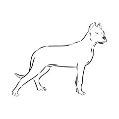 Argentine Great Dane vector sketch beautiful Great Dane line art images