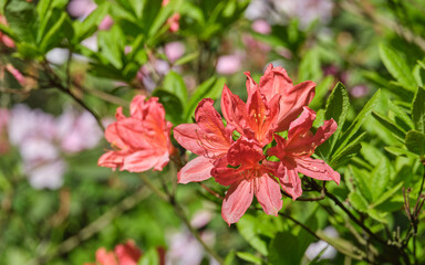 Delicate, pink rhododendron flowers