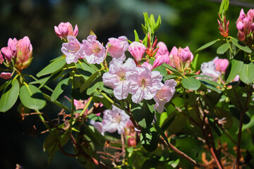 Delicate, pink rhododendron flowers