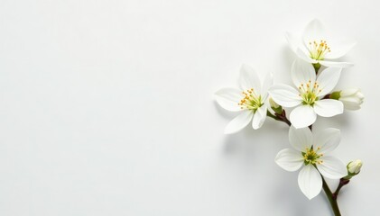 Obraz premium Delicate white blossoms against pure white backdrop, elegant, close-up, delicate