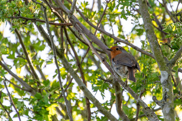 European robin in a tree.