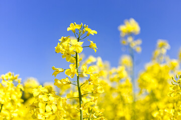 A rapeseed blossom under a blue sky