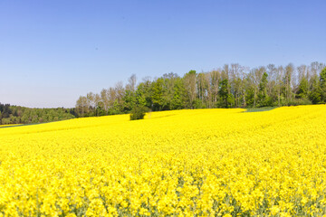 rapeseed field in spring, a dream in yellow