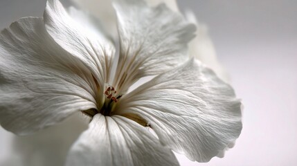 Elegant Close-Up of a Delicate White Flower Petal with Soft Texture