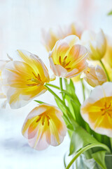 Bouquet of white and yellow tulips in a vase on the window. Delicate flowers for the holiday