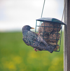 Starling bird with an amazing drawing on the back